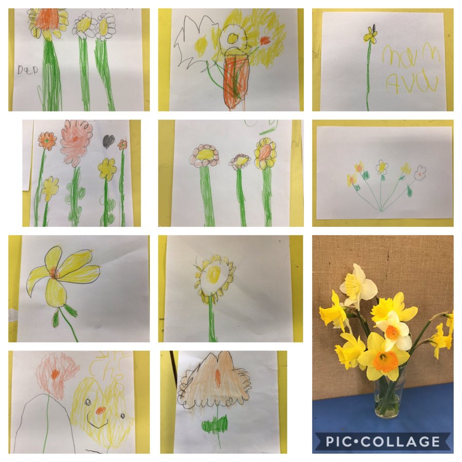 Spring Time Observational Drawings Daffodils Roseberry Academy